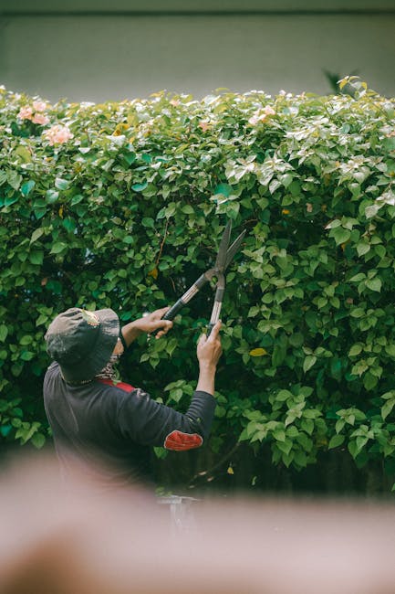 A gardener wearing a wide-brimmed hat and dark clothing is trimming a lush green hedge with long-handled pruning shears. The hedge, composed of dense, leafy branches with clusters of light pink flower