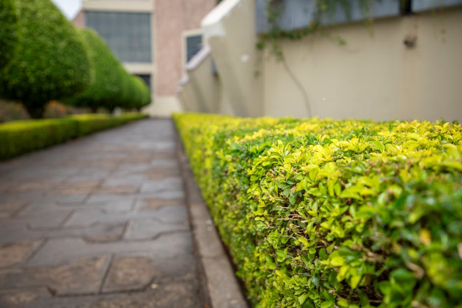 A paved pathway in a residential garden runs alongside neatly trimmed hedges with bright green, dense foliage. The stone paving stones are laid in a regular pattern, with a slightly wet or damp surfac